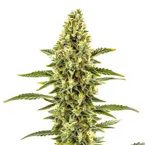 Gros plan d’un plant de cannabis CBD Shishkaberry x Candida aux fleurs colorées