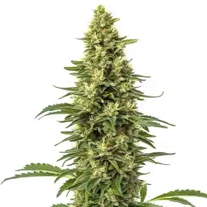 Gros plan d’un plant de cannabis CBD Sour Lemon aux fleurs résineuses et aux reflets verts