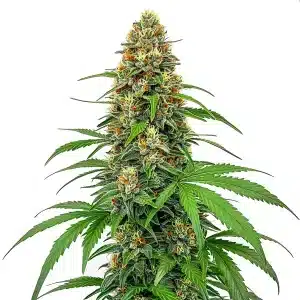 Gros plan d’un plant de cannabis CBD Sour Tangie aux bourgeons riches en résine