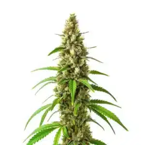 Gros plan d’un plant de cannabis CBD Stephen Hawking Kush avec des fleurs allongées et résineuses