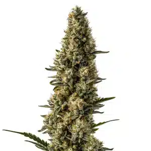 Grosse tête de cannabis CBD Strawberry couverte de trichomes et de pistils orange.