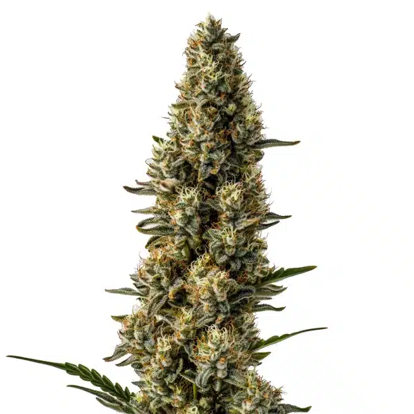 CBD Strawberry (1:15)