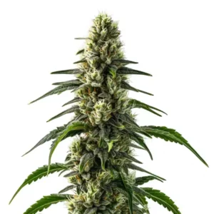 Fleur de cannabis CBD Strawberry avec résine abondante et teintes vert clair.