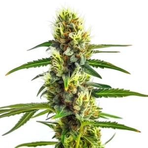 Colas de cannabis CBD Strawberry avec pistils orangés et feuillage vert.