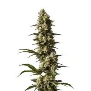 Grosse tête de CBD Strawberry Cake recouverte de résine brillante.