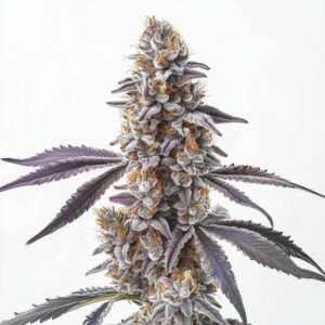 Fleur de cannabis CBD Sugar scintillante de trichomes.