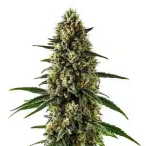 Grosse tête compacte de CBD Super Kush avec pistils orange vif.
