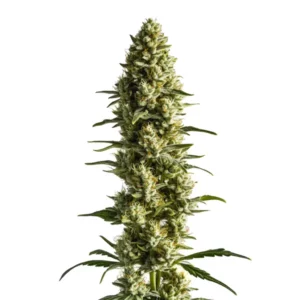 Fleur de CBD Super Kush avec résine épaisse et structure dense.