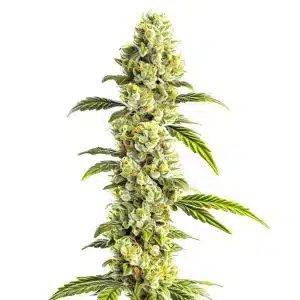 Bourgeon élancé de CBD Super Silver recouvert de cristaux.