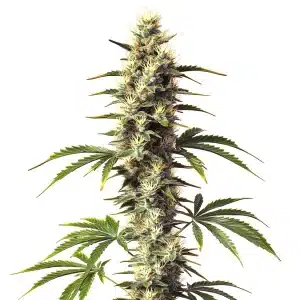 Fleur de CBD Supreme Durban avec teintes vert foncé et pistils orangés.