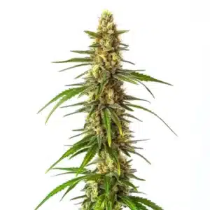 Gros plan d’une plante CBD Therapy montrant des fleurs résineuses et compactes