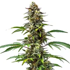 Plante de cannabis CBD Tutti Frutti en pleine floraison avec des bourgeons colorés