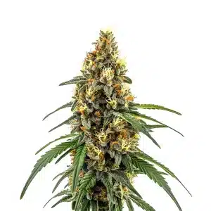 Plante CBD Very Cherry Berry avec de grosses fleurs couvertes de trichomes