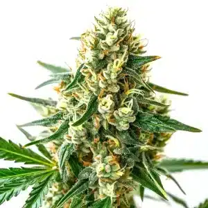 Plante CBD Wellness avec bourgeons allongés et résine brillante