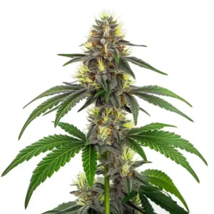 Gros plan d’une plante CBD White Widow en floraison avec résine abondante