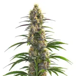 Plante CBD Zenergy avec fleurs compactes et feuilles vertes intenses