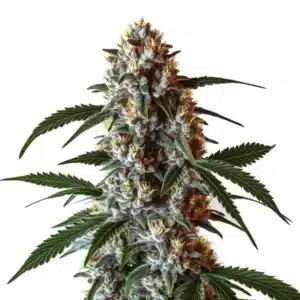 Bourgeons CBD Zkittlez avec couleurs vives et trichomes abondants