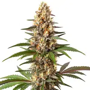 Gros plan d’un plant de cannabis Cake Bomb avec des têtes denses recouvertes de résine et des pistils orange vif.