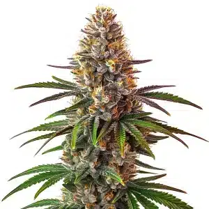 Cake Bomb Regular cannabis plant with dense resinous buds and sweet dessert aroma