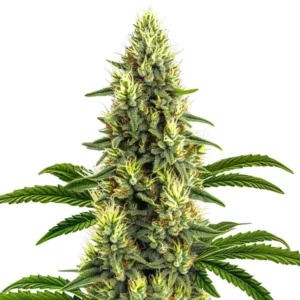 Plant de cannabis California Dream avec des têtes compactes et des pistils orange lumineux.