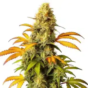 Gros colas denses de cannabis California Hash Plant, avec une forte couverture de trichomes.