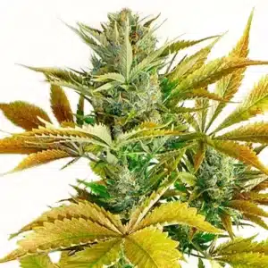 Plante de cannabis California Haze avec des bourgeons aérés et des feuilles fines typiques des sativas.
