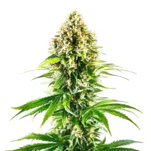 California Orange Regular cannabis plant with citrus-scented buds and bright pistils