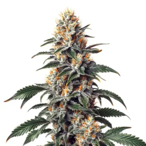 Cannabis California Orange x Skunk avec des fleurs épaisses et des nuances orange et vert vif.