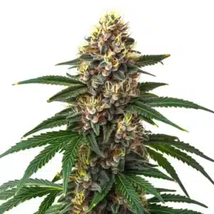Plant de cannabis Candy Kush avec des bourgeons résineux et compacts aux reflets orange.