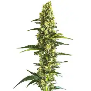 Candy Kush Fast Version cannabis plant with compact, resinous buds.