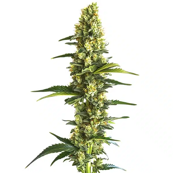 Candy Kush Floraison Rapide
