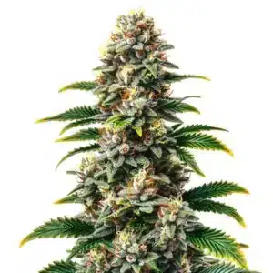 Candy Kush Regular cannabis plant with sticky resinous buds and sweet aroma