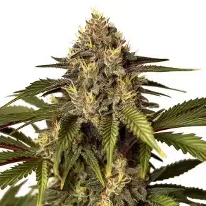 Tête de cannabis Candy Kush x Do-Si-Dos couverte de trichomes brillants et de pistils orange.