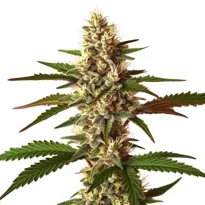 Candy Punch Regular cannabis plant with colorful buds and fruity aroma