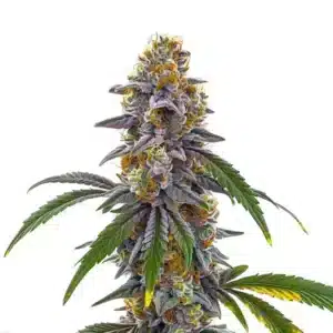 Candyland cannabis strain with dense purple buds and vibrant orange pistils