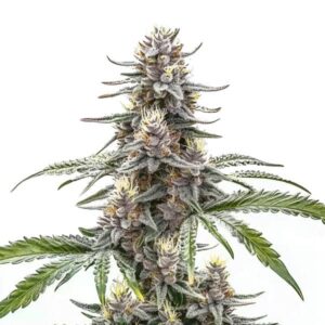 Cannatonic CBD weed plant with resin-coated buds and green leaves