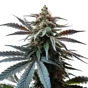 Cap Junky cannabis buds with dark green leaves and frosty trichomes