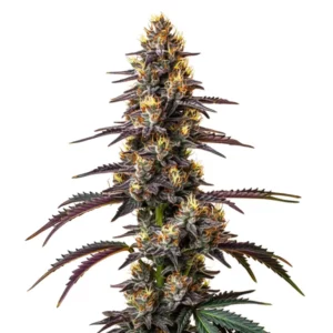 Carbon Fiber weed strain with dark purple flowers and bright pistils
