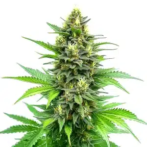 Plante de chanvre Carmagnola CBD cultivée pour ses fleurs et ses fibres.