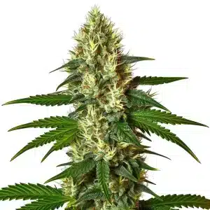 Carmen 20 cannabis plant with tall structure and resinous colas