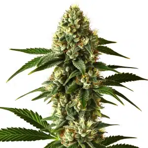 Carmen 20 Fast Version cannabis plant with long colas and green leaves.