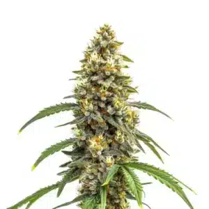 Carmen x Durban Poison cannabis strain with frosty buds and green foliage