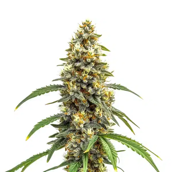 Carmen x Durban Poison