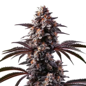 Cement Shoes cannabis buds with frosty trichomes and dense flower structure