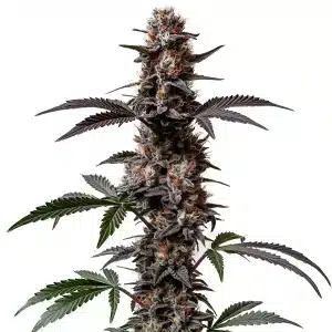 Cement Shoes Regular cannabis plant with dense buds and frosty trichomes