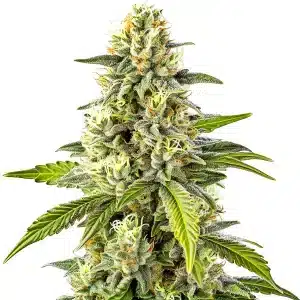 Plante de marijuana Cheese avec des bourgeons compacts et feuillage vert foncé.