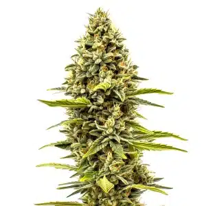 Plante de cannabis Cheese Auto avec des bourgeons denses recouverts de trichomes et de pistils orangés.