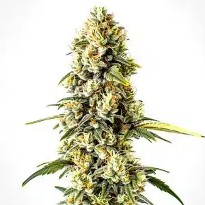 Gros plan d’un plant de cannabis Cheese Cookies avec des bourgeons denses et résineux.