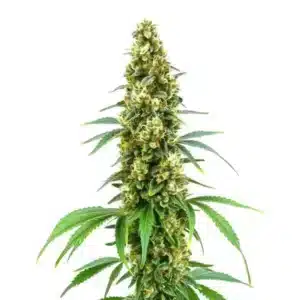 Plante de cannabis Cheese Diesel en pleine floraison avec des pistils orangés.