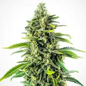 Cheese Fast Version cannabis plant with resin-covered buds and broad leaves.